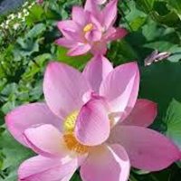 প্রোফাইল ছবি